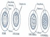 Development of Embryo in Rabbit