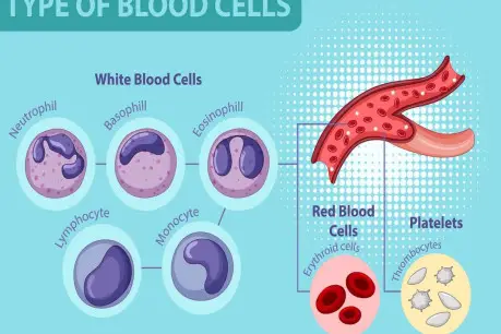 Free vector type of blood cells.