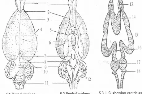 Structure of Rabbit Brain