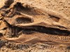 Archaeologists In Spain Unearthed One Of The Rarest And Most Complete Dinosaur Skulls Ever Found In Europe, Dating Back 150 Million Years