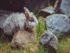 Spinal Cord in Rabbit