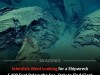 Scientists Went Searching for a Shipwreck and Found Mysterious Flowers Made of Tar Instead