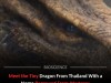 Tiny Thai Dragon Named After Game of Thrones Threatened by Habitat Loss