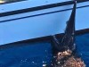 Fishers off a Spanish Island Accidentally Caught a “Fossil” Shark Not Seen Alive Since 1898