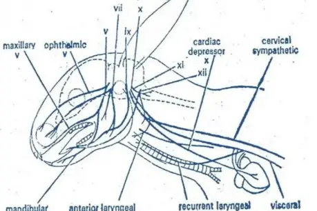 Cranial nerves in rabbit.