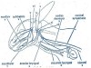 Cranial Nerves in Rabbit
