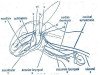 Cranial Nerves in Rabbit