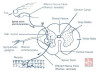 Spinal Nerves in Rabbit