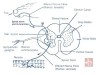 Spinal Nerves in Rabbit