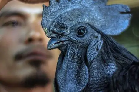 Ayam Cemani.