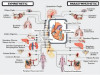 Autonomous Nervous System, Sympathetic Nervous System and Parasympathetic Nervous System