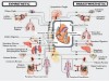 Autonomous Nervous System, Sympathetic Nervous System and Parasympathetic Nervous System