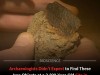 Rare Iron Shackles Reveal Possible Celtic Slave Trade at 2,300-Year-Old French Site