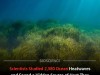 Scientists Discover Marine Heatwaves Last Far Longer Than We Previously Thought