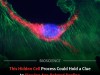 Scientists Identify a Key Lipid Decline That Disrupts Mitochondrial Function During Aging