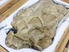 Dinosaur fossils stolen for 20 years finally return to Mongolia, featuring rare Tarbosaurus