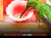 Why Feeding Birds Could Be The Secret To A Happier And More Meaningful Life