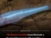 New Blind Cavefish Genus Discovered in Secret WWII Chemical Weapons Site
