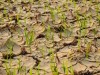A Chinese Team Unveil Ultra-Fast Method That Converts Desert Sand Into Fertile Land in 10 Minutes