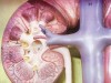 Microalbuminuria and Albuminuria