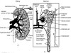 Laboratory Tests to Evaluate Tubular Function
