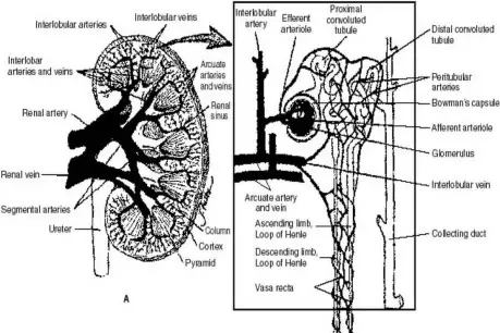 Human kidney anatomy