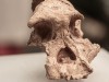 A Crushed 1-Million-Year-Old Skull Found in China Could Prove Humans Split Into Distinct Groups Far Earlier Than Expected