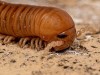 Scientists Have Found Fossil in Wisconsin’s Mudstones of a Creature Whose Legs Were Built for Walking on Land, But It Never Left the Ocean