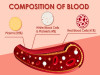 Blood Flow: Laminar Vs Turbulent