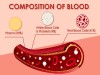 Blood Flow: Laminar Vs Turbulent