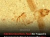 2.5-Million-Year-Old Japanese Bee Fossil Sheds Light on Honeybee Evolution