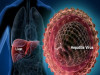 Hepatitis and Its Types: An In-depth Study of Hepatitis C from Lifecycle to Treatment