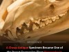 Antique Market Find With Googly Eyes Identified as Rare Extinct Tasmanian Tiger Specimen