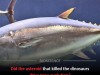 Tuna Evolution Unlinked to Dinosaur-Killing Asteroid Study Shows