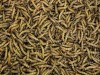 Mealworm: Characteristics, Lifecycle, Farm Setup, and Nutrient Benefits