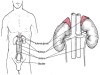 Adrenal Gland Hormones and Interpretation