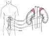 Adrenal Gland Hormones and Interpretation