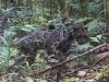 First ever camera trap captures Bornean clouded leopard mother with two cubs