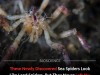 Scientists Just Discovered Two Strange New Sea Spider Species In The Salish Sea
