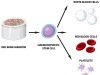 Difference Between Total Leukocyte Count and Differential Leukocyte Count