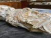 A Forgotten Notebook Helped Scientists Finally Identify a 55-Million-Year-Old Fossil Unlike Any Previously Found in New Zealand