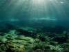 A Remote Lake Sealed Off Since the Ice Age Became Home to Millions of Jellyfish Found Nowhere Else on Earth