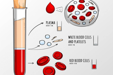Blood infographic in hand drawn.