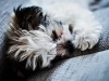 When It’s Cold Outside, Veterinarians Say This Is Where Dogs Should Sleep