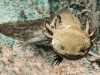 4.2‑Million‑Year‑Old Axolotl Fossil Reveals Ancient Mexican Lake Secrets