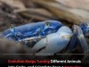 Why Evolution Turns Unrelated Creatures Into Crabs and the Secrets of Carcinization