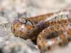 Poison Apparatus in Snake