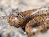 Poison Apparatus in Snake