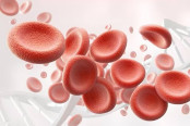 Red Blood Cells Morphology