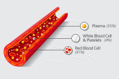 Morphology of Platelets